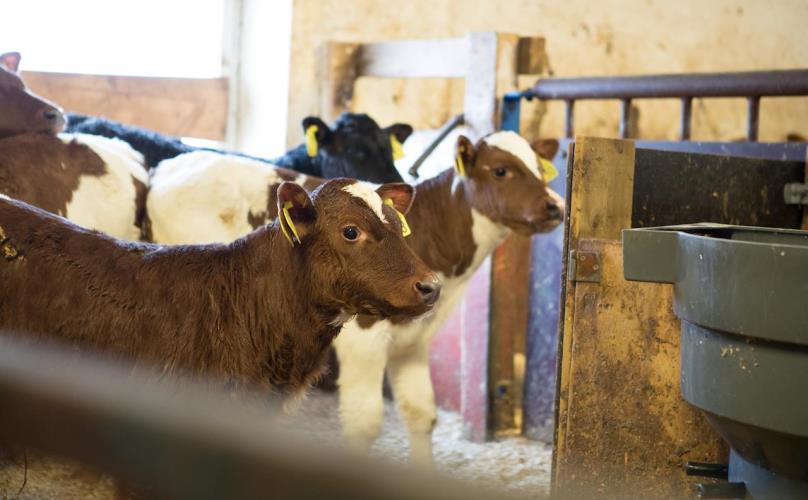 Lenke til artikkel: Vil du bli veterinær i Rindal? 