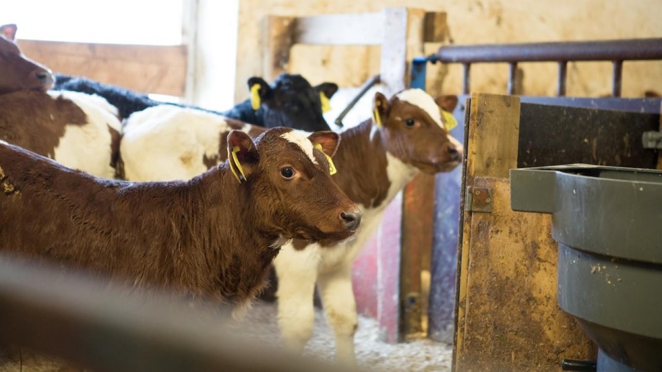 Lenke til artikkel: Vil du bli veterinær i Rindal? 