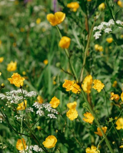 Blomstereng