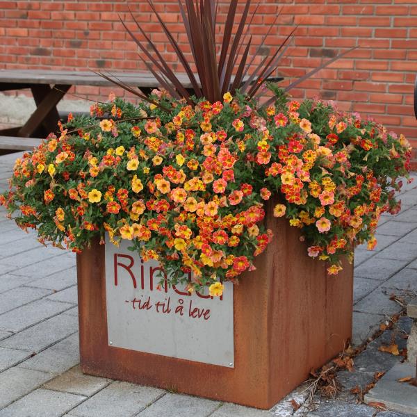 Blomsterkasse med Tid til å leve